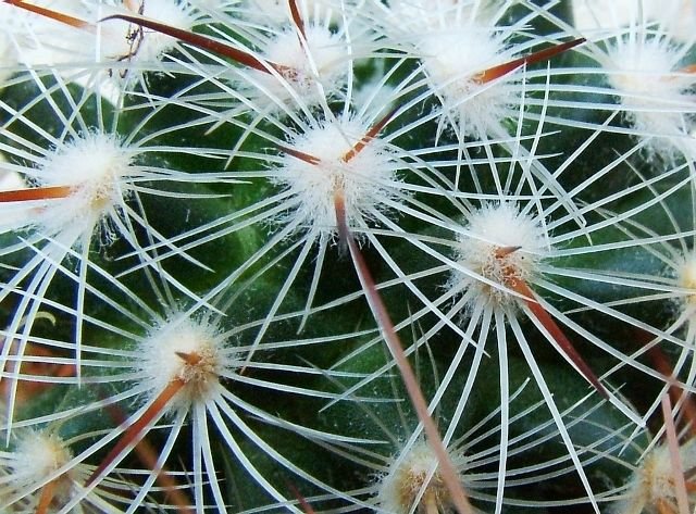 Mammillaria _deherdtiana _ssp.deherdtiana_ 04